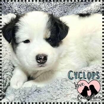 Rescue Siberian Husky Dogs for Adoption in Gilbert, Arizona - Cyclops | PetCurious