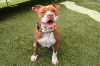 CHERI PIE -  Pit Bull Terrier Dog for Adoption in Santa Monica, California - CHERI PIE | PetCurious