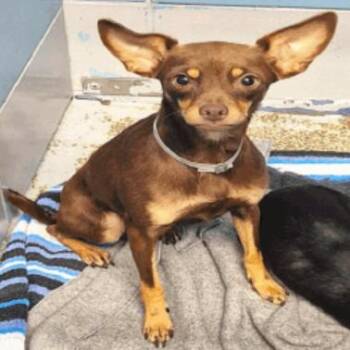 Thursday -  Chihuahua Dog for Adoption in Park Row, Texas - Thursday | PetCurious
