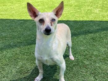 BREE -  Chihuahua and Mixed Breed Dog for Adoption in Tustin, California - BREE | PetCurious