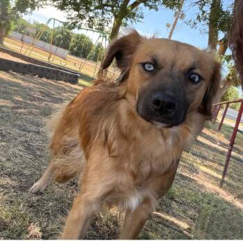 Chihuahua Dogs Available for Adoption in Canyon, Texas - Cocoa | PetCurious