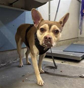 JAMES -  French Bulldog and Mixed Breed Dog for Adoption in Camarillo, California - JAMES | PetCurious