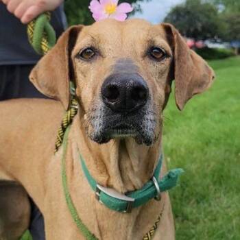 Shirley Temple -  Rhodesian Ridgeback and Mixed Breed Dog for Adoption in Matteson, Illinois - Shirley Temple | PetCurious