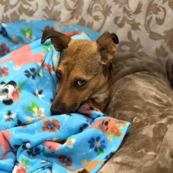 Hunny -  Shepherd Dog Available for Adoption in Oceanside, California - Hunny | PetCurious