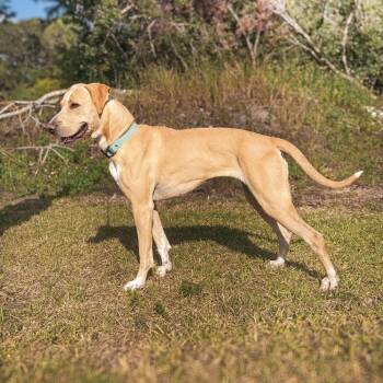 Harlow -  Hound and Labrador Retriever Dog for Adoption in Riverwoods, Illinois - Harlow | PetCurious