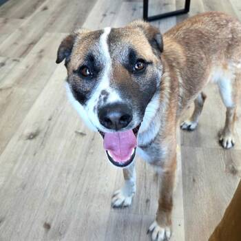 Bert -  Australian Shepherd and Mixed Breed Dog for Adoption in Idaho Falls, Idaho - Bert | PetCurious