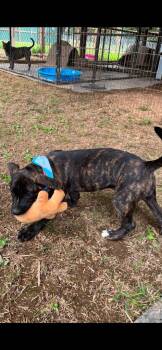 Yeti -  Mixed Breed Dog for Adoption in Taycheedah, Wisconsin - Yeti | PetCurious