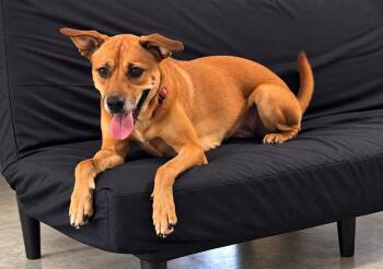 Heidi -  Labrador Retriever Dog for Adoption in Nashville, Tennessee - Heidi | PetCurious