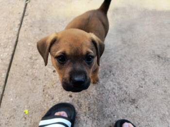 Millie -  Boxer Dog for Adoption in Aurora, Illinois - Millie | PetCurious