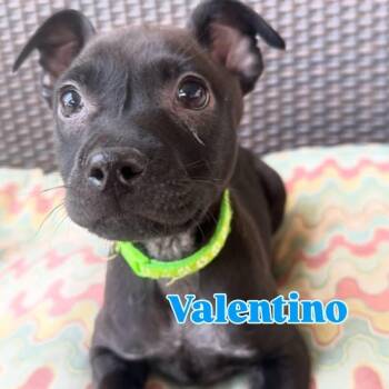 Mixed Breed Dogs Available for Adoption - Valentino | PetCurious