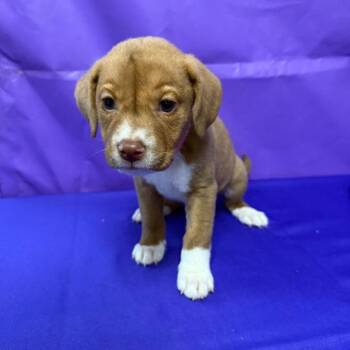 Button -  Labrador Retriever and Mixed Breed Dog Available for Adoption in North Myrtle Beach, South Carolina - Button | PetCurious