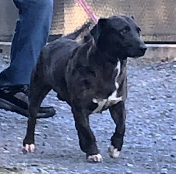 Rescue Catahoula Leopard Dog and Basset Hound Dogs for Adoption in Rockaway, New Jersey - Shorty SCAS | PetCurious