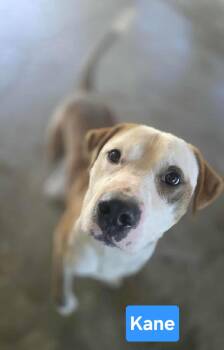 Rescue Staffordshire Bull Terrier Dogs for Adoption in Clinton, Missouri - Kane | PetCurious