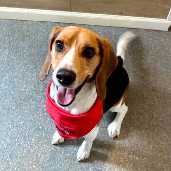 Beagle Dogs Available for Adoption - Charlie | PetCurious