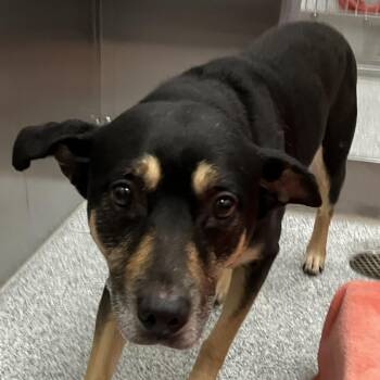 Mellow -  Shepherd Dog for Adoption in Grand Rapids, Michigan - Mellow | PetCurious