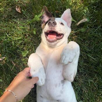 Jeffries D70257 -  Terrier and Mixed Breed Dog for Adoption in Minnetonka, Minnesota - Jeffries D70257 | PetCurious