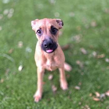 Terrier Dogs Available for Adoption in Port Charlotte, Florida - 0582-D26 | PetCurious