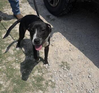 Mixed Breed Dogs Available for Adoption in Rockport, Texas - Jasper | PetCurious
