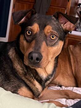Buster Brown -  Shepherd Dog for Adoption in Millcreek, Utah - Buster Brown | PetCurious