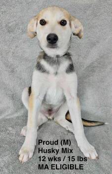 PROUD -  Husky and Terrier Dog for Adoption in Pomfret, Connecticut - PROUD | PetCurious