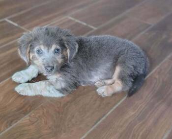 Rio -  Australian Shepherd and Mixed Breed Dog for Adoption in Heiskell, Tennessee - Rio | PetCurious