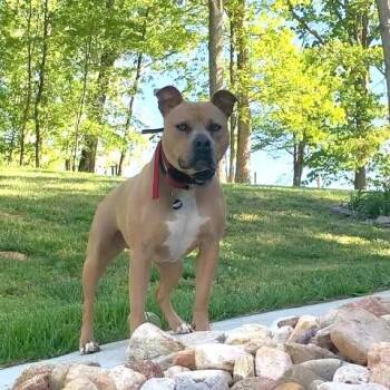 Marsh -  American Bully Dog for Adoption in Zuni, Virginia - Marsh | PetCurious