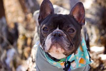 French Bulldog Dogs Available for Adoption - Kevyn | PetCurious