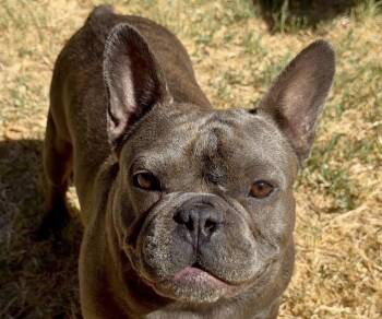 Astro -  French Bulldog Dog for Adoption in San Ramon, California - Astro | PetCurious