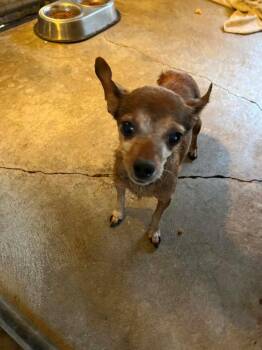 Pepitas -  Chihuahua Dog for Adoption in Newman, California - Pepitas | PetCurious