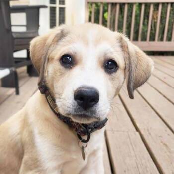 Great Pyrenees and Mixed Breed Dogs Available for Adoption in Atlanta, Georgia - Primrose | PetCurious