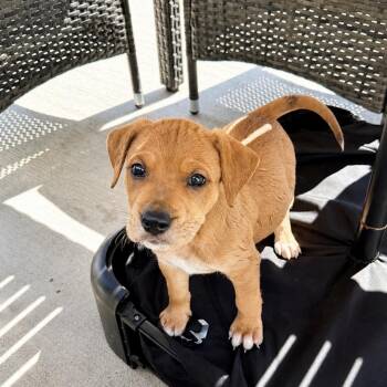 Squirt -  Australian Cattle Dog Blue Heeler Dog for Adoption in Copiague, New York - Squirt | PetCurious