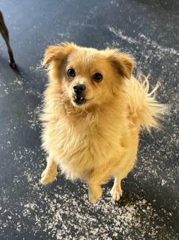 Bernard -  Pomeranian and Chihuahua Dog for Adoption in New York, New York - Bernard | PetCurious