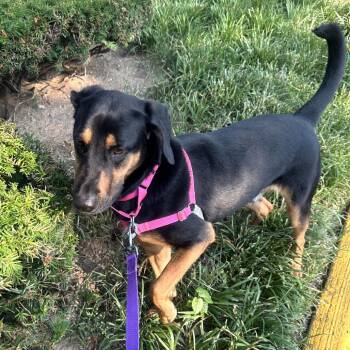 Rex -  Black And Tan Coonhound and Mixed Breed Dog for Adoption in Falls Church, Virginia - Rex | PetCurious