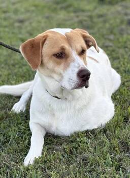 Labrador Retriever and Hound Dogs Available for Adoption in Wantagh, New York - Susanna - Seeking Foster Or Adopter  | PetCurious