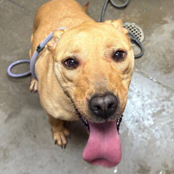 Nala -  Shepherd Dog for Adoption in Yuma, Arizona - Nala | PetCurious