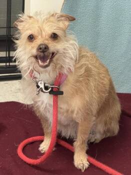 *Ravioli* -  Shih Tzu Dog for Adoption in Salt Lake City, Utah - *Ravioli* | PetCurious