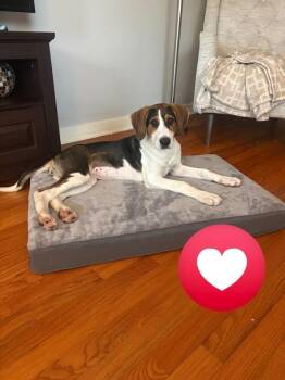Foxhound and Beagle Dogs Available for Adoption in Irwin, Pennsylvania - Sidney | PetCurious