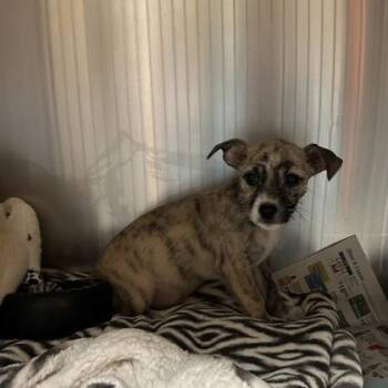 Terrier and Mixed Breed Dogs Available for Adoption in Merriam, Kansas - Parsley | PetCurious