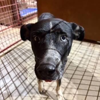 Jax -  Sheep Dog Dog for Adoption in Madill, Oklahoma - Jax | PetCurious