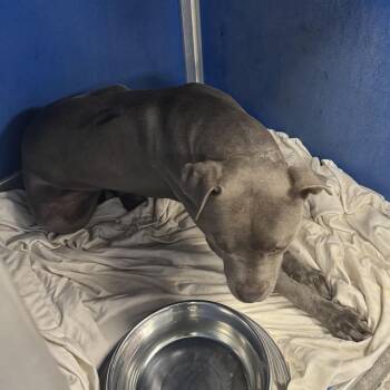 111549 -  Mixed Breed Dog for Adoption in Las Cruces, New Mexico - 111549 | PetCurious