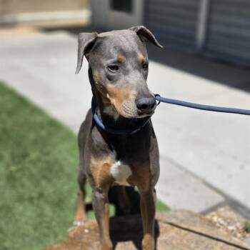 Doberman Pinscher Dogs Available for Adoption in Las Vegas, Nevada - GEOFFREY THE GIRAFFE | PetCurious