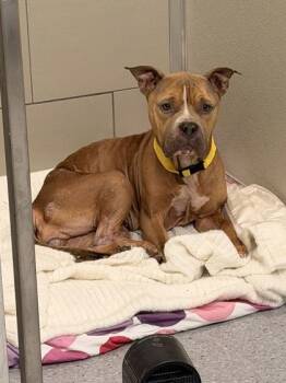 Josie Fritos -  Pit Bull Terrier Dog for Adoption in Cleveland, Ohio - Josie Fritos | PetCurious