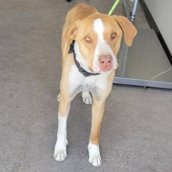 Mixed Breed Dogs Available for Adoption in Las Cruces, New Mexico - Diego | PetCurious