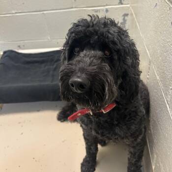 Jirah -  Standard Poodle and Golden Retriever Dog for Adoption in Indianapolis, Indiana - Jirah | PetCurious