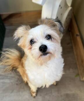 Cinnamon -  Shih Tzu Dog for Adoption in Genoa, Illinois - Cinnamon | PetCurious