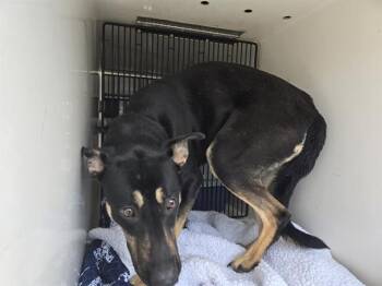 German Shepherd Dog Dogs Available for Adoption - ARIZONA | PetCurious