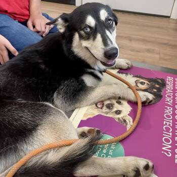 Spencer Reid -  Husky Dog for Adoption in Livingston, Texas - Spencer Reid | PetCurious