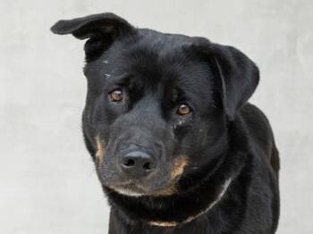 Simba -  Rottweiler and Mixed Breed Dog for Adoption in Longmont, Colorado - Simba | PetCurious