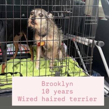 Brooklyn -  Wirehaired Terrier Dog for Adoption in Tampa, Florida - Brooklyn | PetCurious