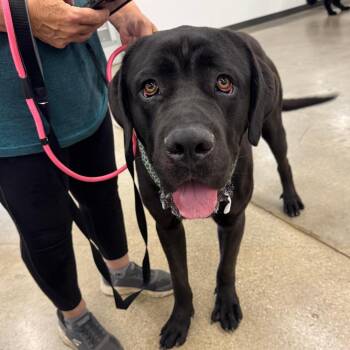 Ottis -  Cane Corso and Mixed Breed Dog for Adoption in Normal, Illinois - Ottis | PetCurious